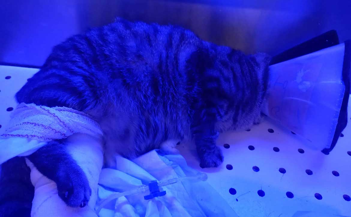 MAYA AKA LUNA AND A COMPLEX SURGERY