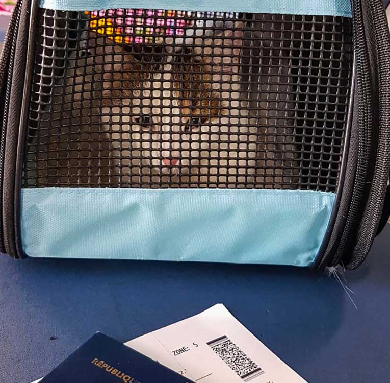 adopt don't shop international