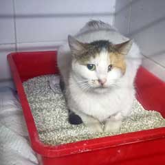 adopt don't shop tnr