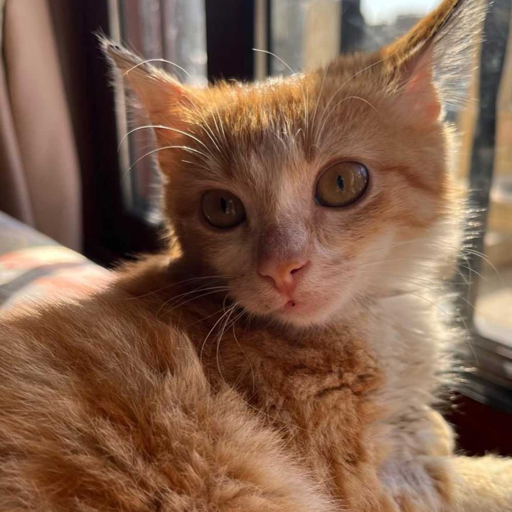 blond-kitten
