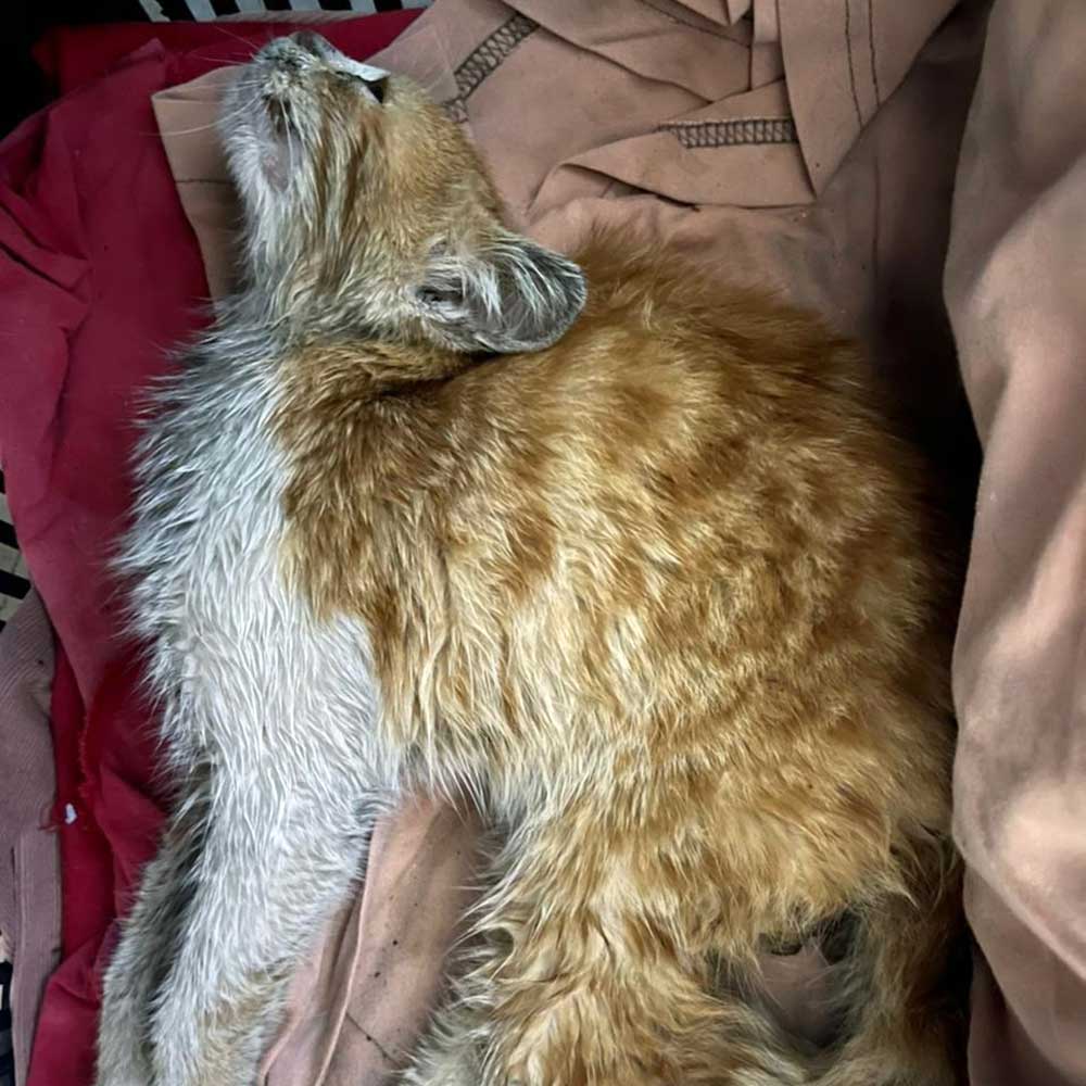 blond-kitten