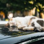 PROTECTING FELINE FRIENDS FROM CAR HIDING DANGERS