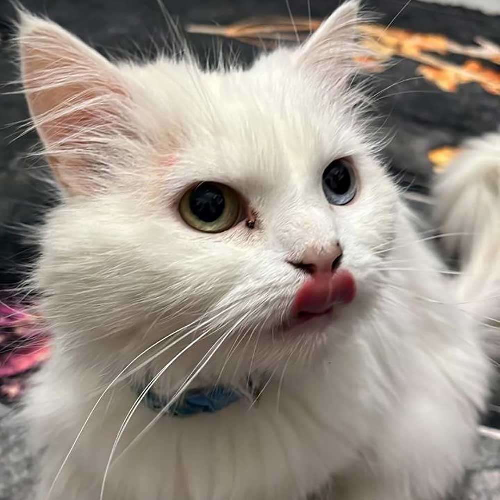 kitty
