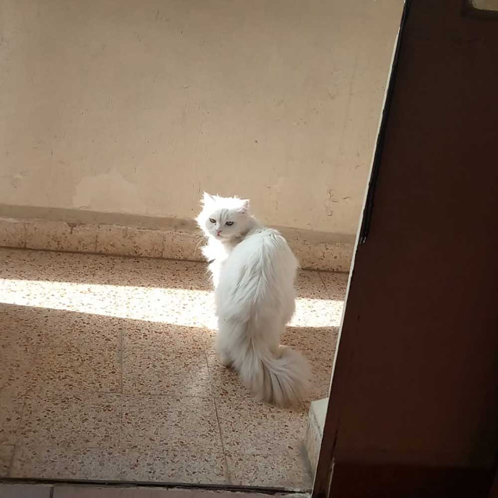 kitty