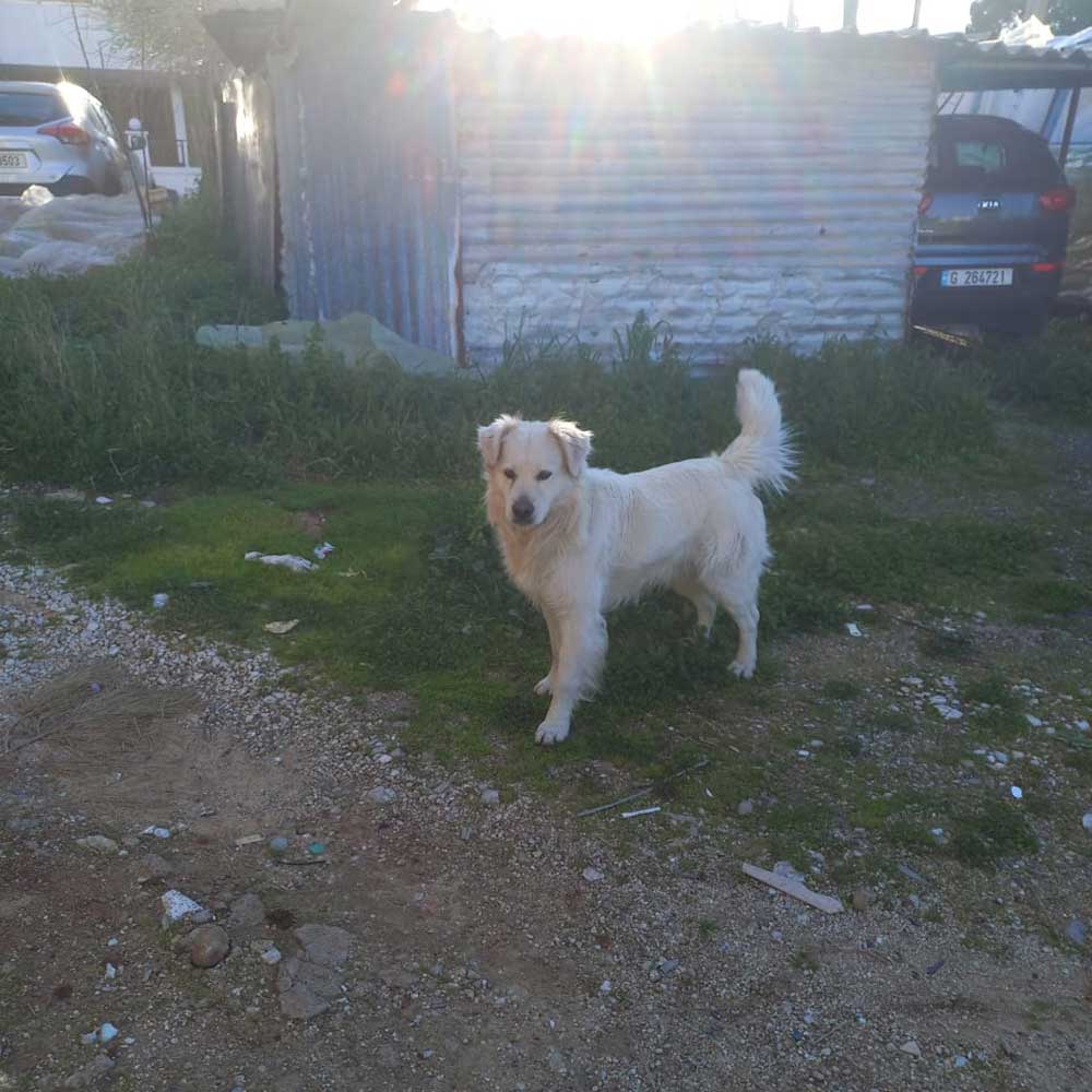 leo