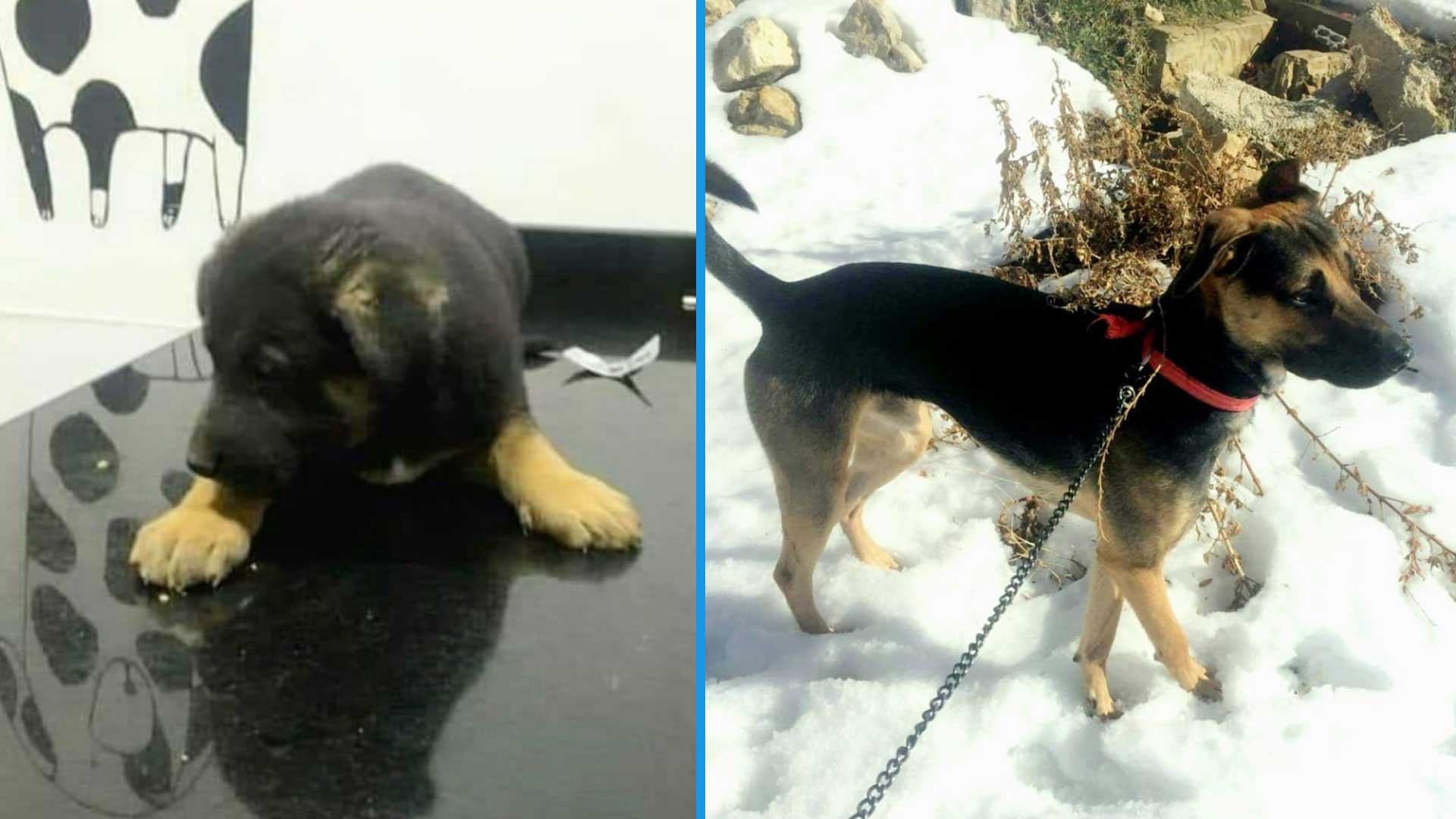 ADOPT A MIXED BREED DOG!