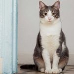 TOP 50 UNIQUE NAMES FOR MALE & FEMALE CATS IN 2024