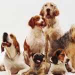 TOP 50 UNIQUE NAMES FOR MALE & FEMALE DOGS IN 2024