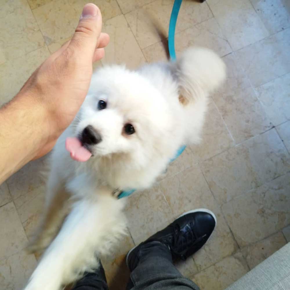 peanut