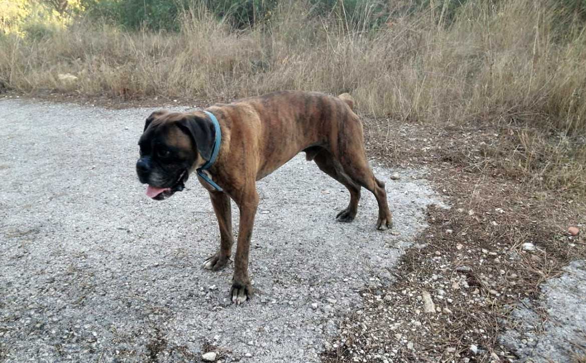 pollux the starved dog