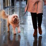 NAVIGATING RAINY SEASON: ESSENTIAL CARE TIPS FOR YOUR BELOVED PETS