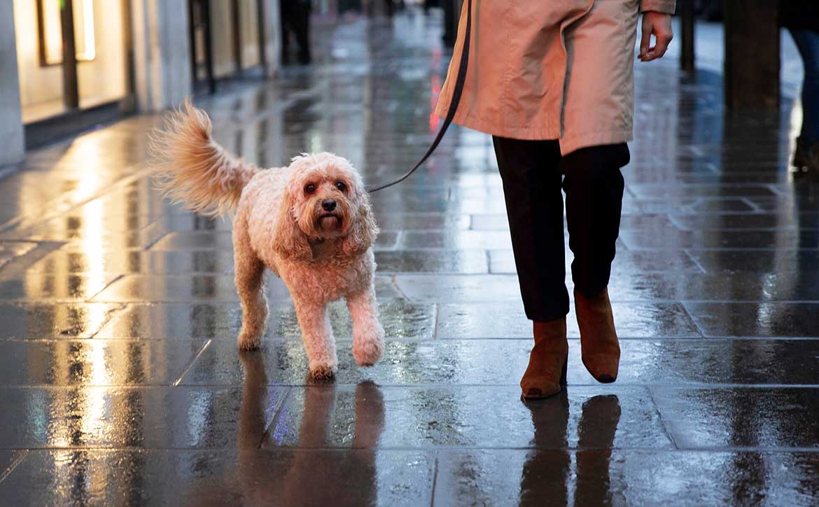 NAVIGATING RAINY SEASON: ESSENTIAL CARE TIPS FOR YOUR BELOVED PETS