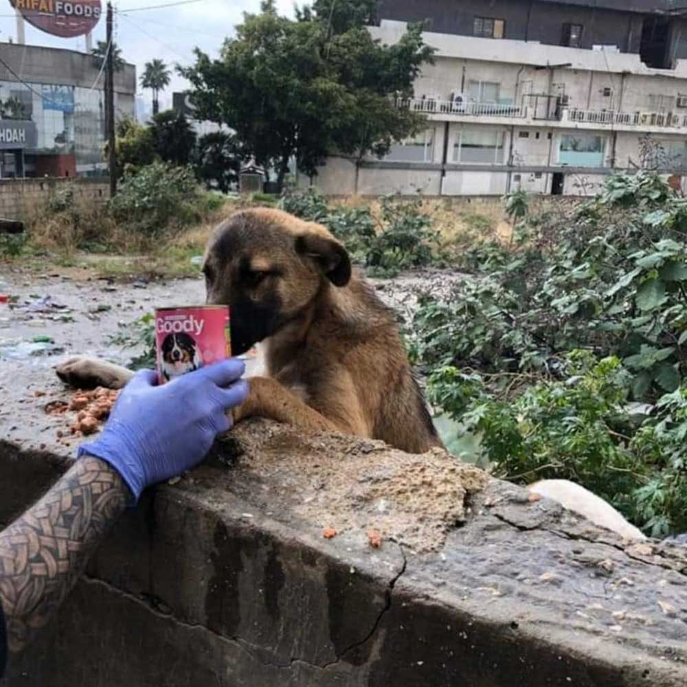 RESCUE, FOSTER, ADOPT, DONATE!