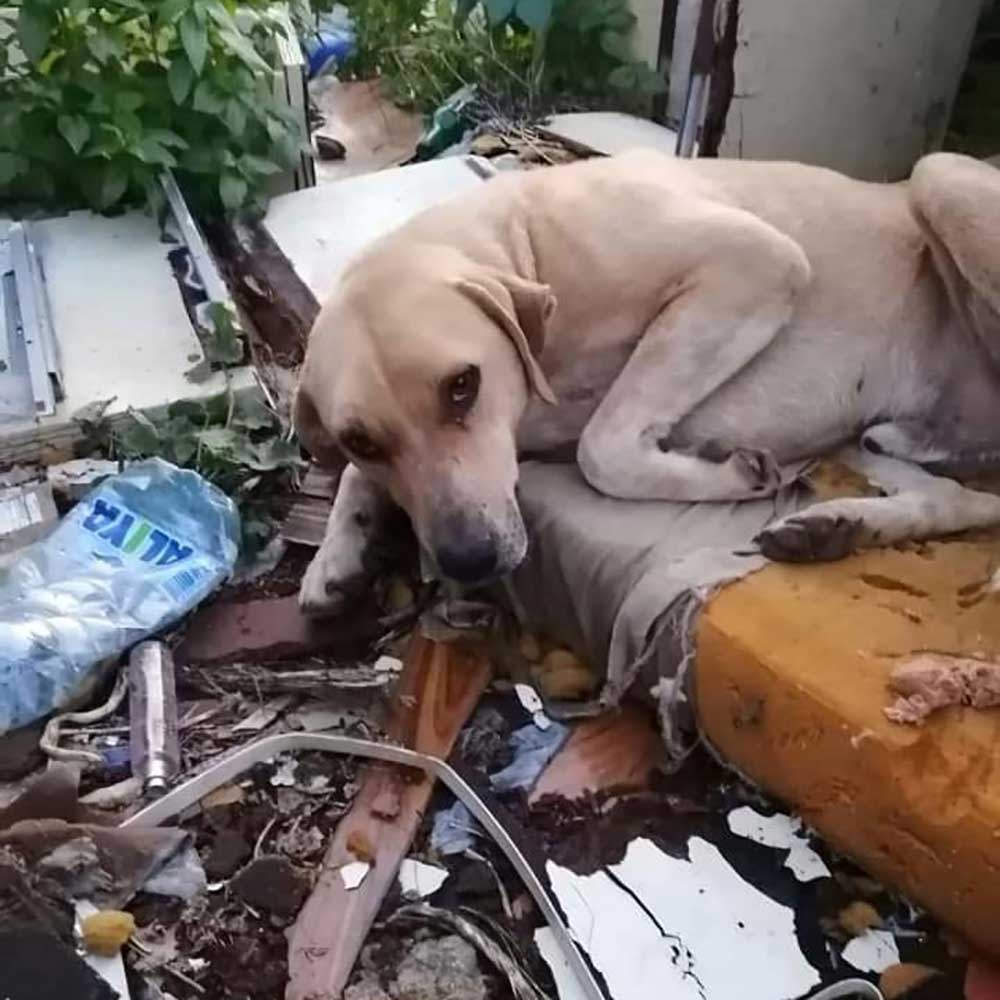 RESCUE, FOSTER, ADOPT, DONATE!