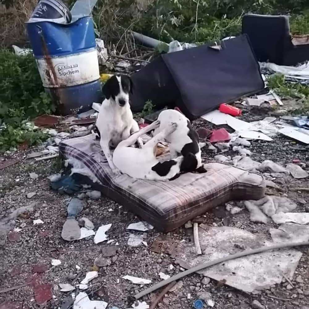 RESCUE, FOSTER, ADOPT, DONATE!