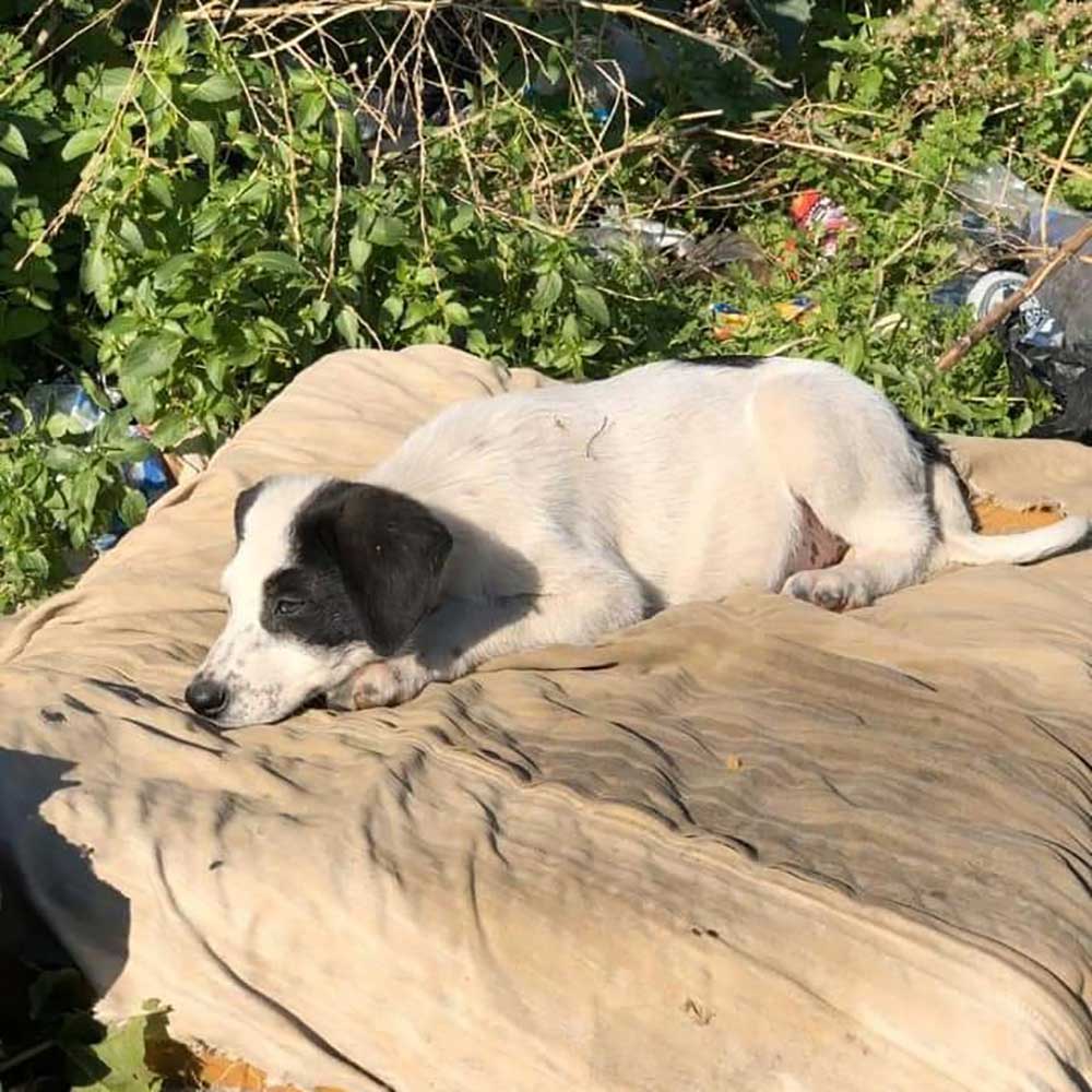 RESCUE, FOSTER, ADOPT, DONATE!