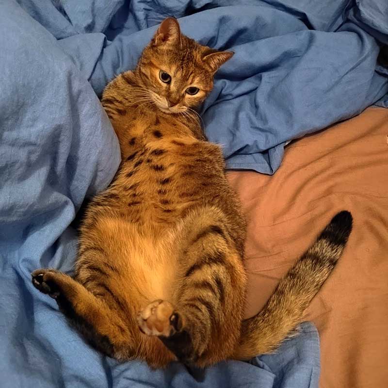 SCARLETT: A THREE-LEGGED SWEETHEART - BY HER MOM