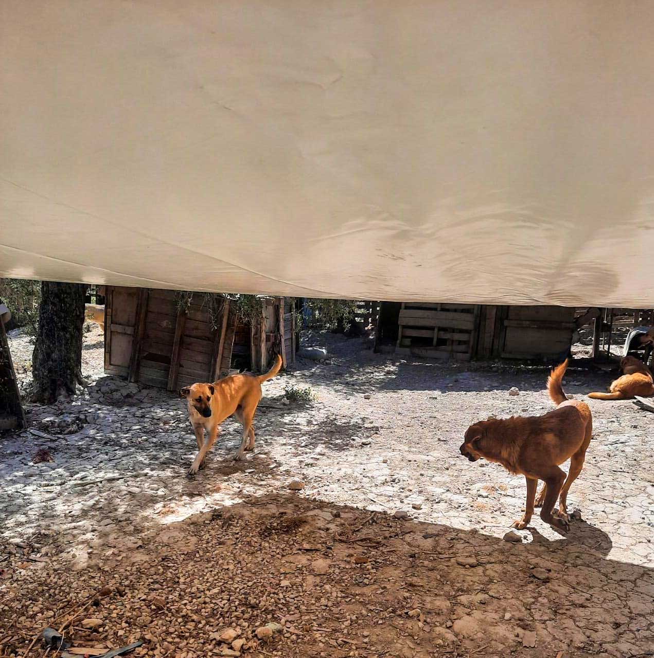 SHADES FOR A SHELTER