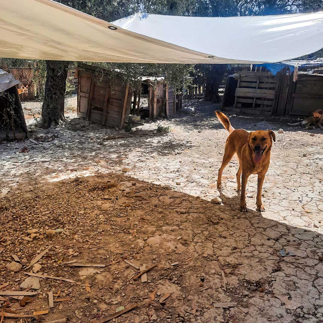 SHADES FOR A SHELTER