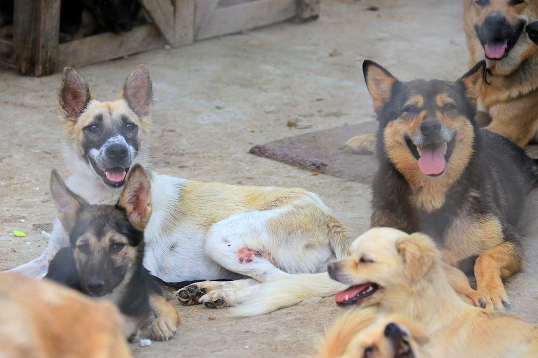 GATHERING AT WOOF’N WAG