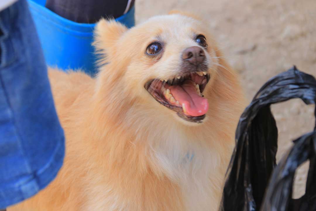 GATHERING AT WOOF’N WAG