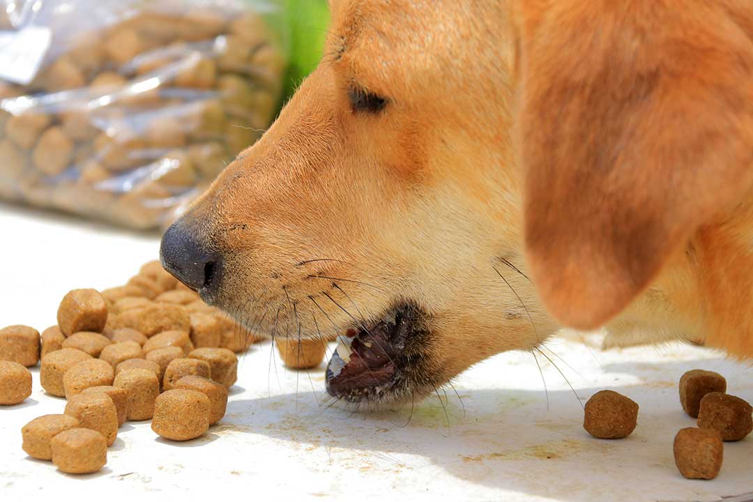 GATHERING AT WOOF’N WAG