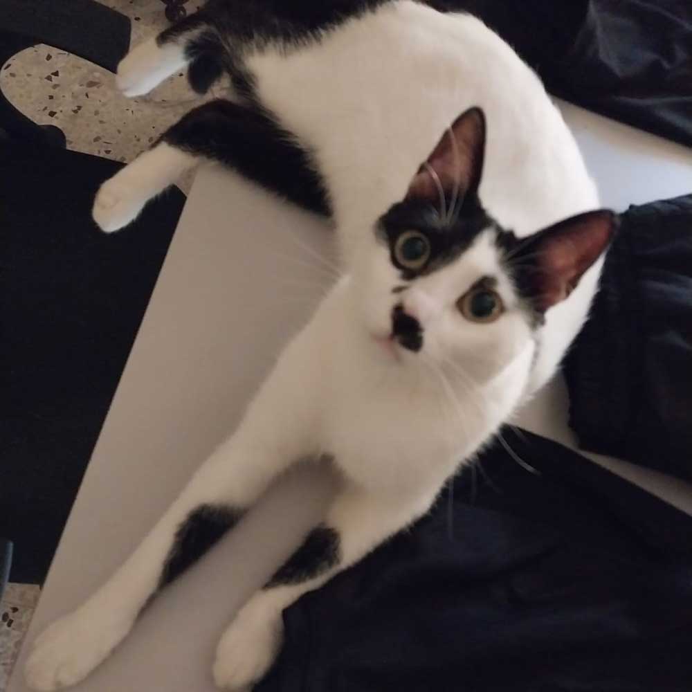 spots