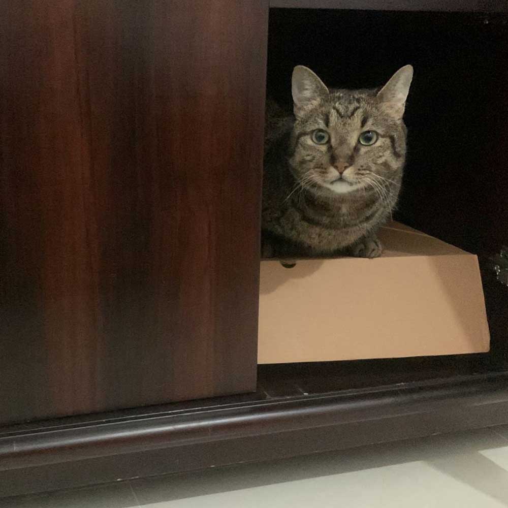 tiger