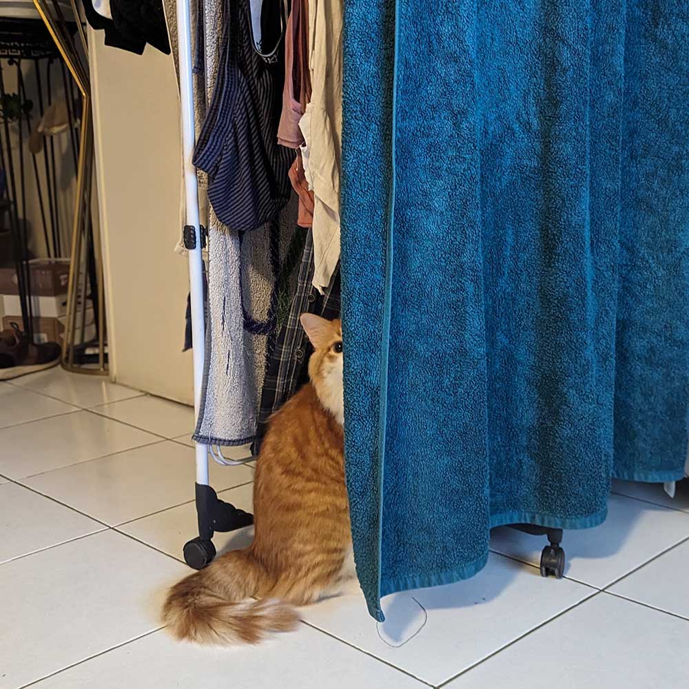 he is a pretty normal cat who just happens to be missing a leg - troy by his mom