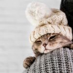 RECOGNIZING COLDS IN DOGS AND CATS