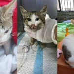 THE VITALITY OF RESPONSIBLE RESCUING AND POST-ADOPTION FOLLOW-UPS