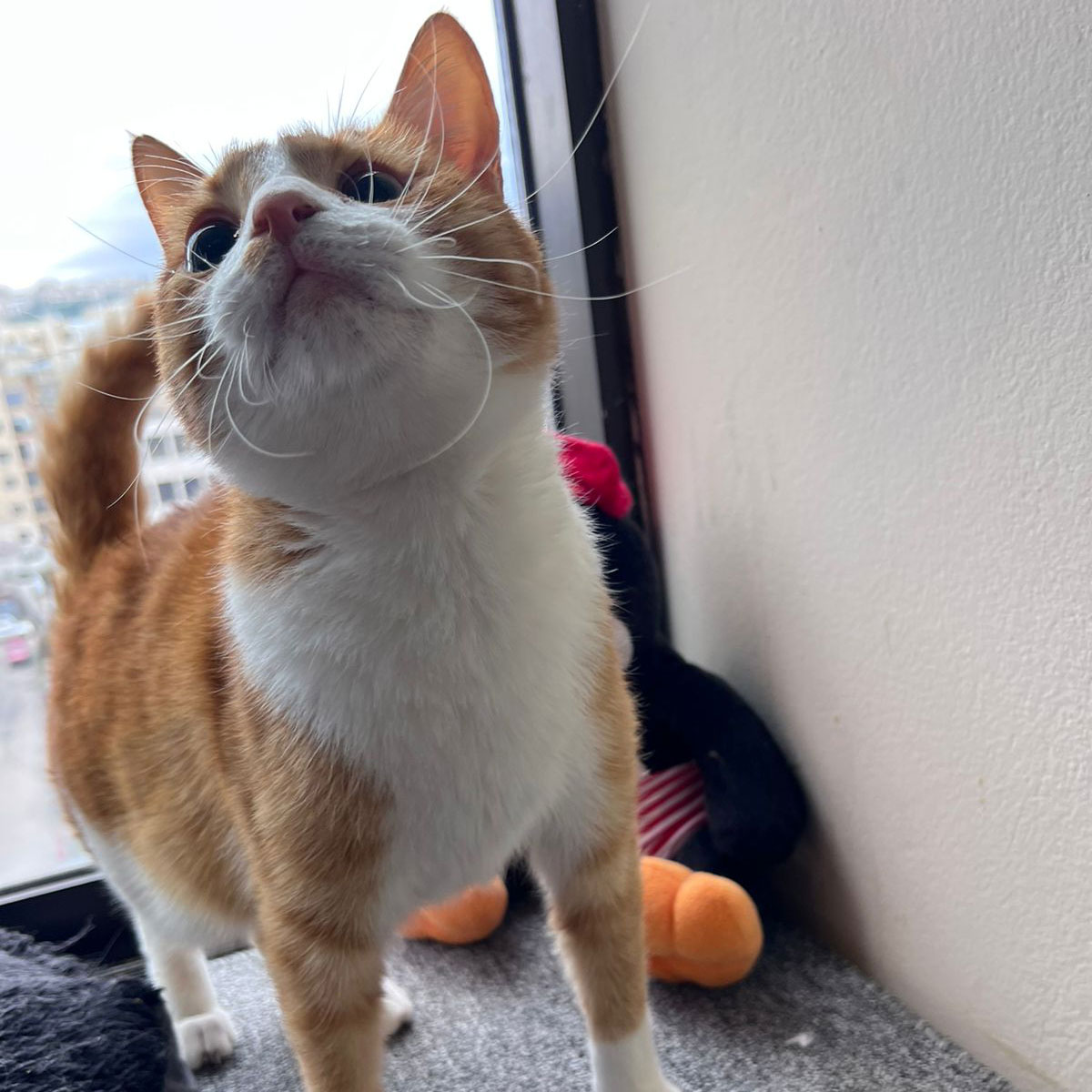 bert's tooth extraction