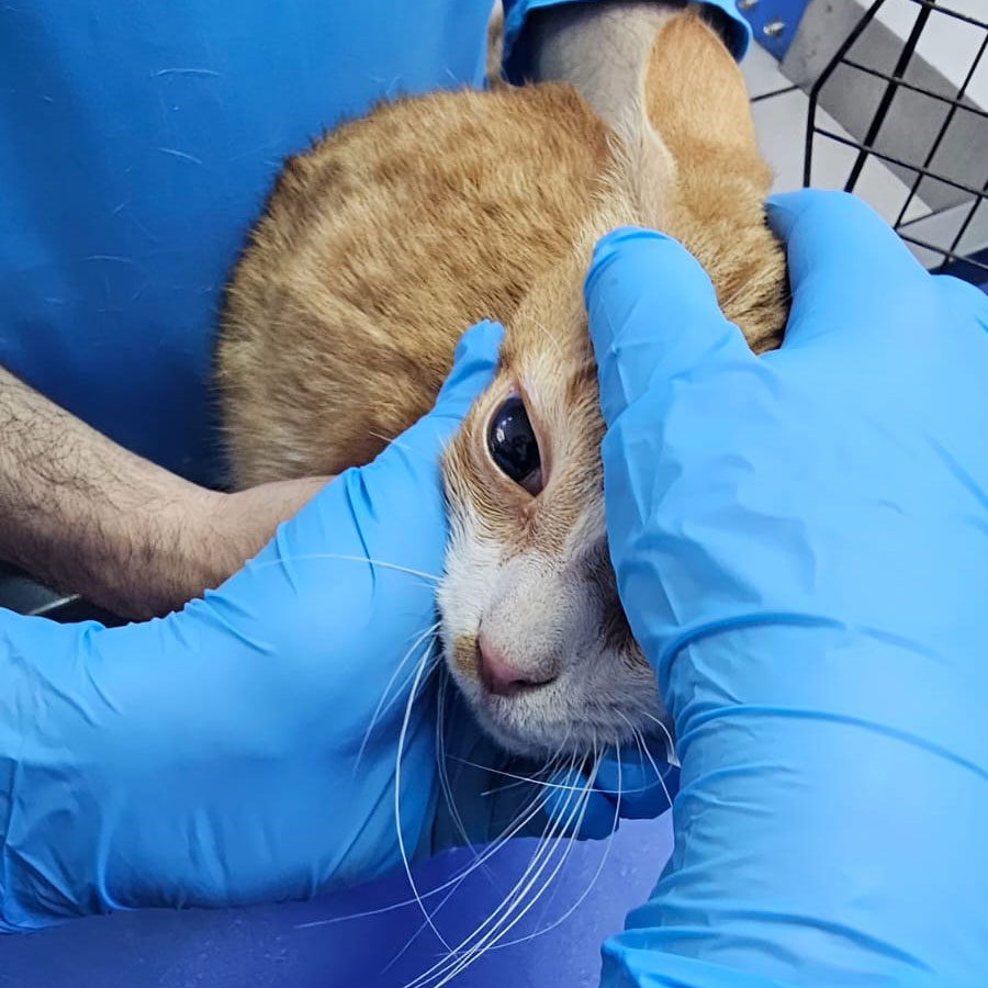 bert's tooth extraction
