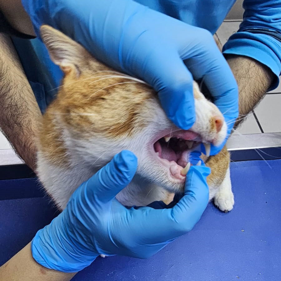 bert's tooth extraction