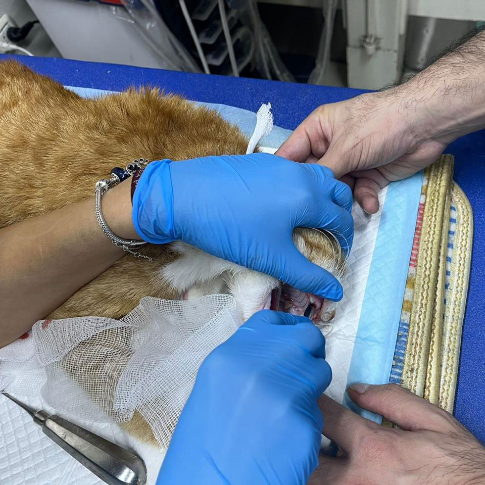 bert's tooth extraction