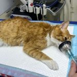 bert's tooth extraction