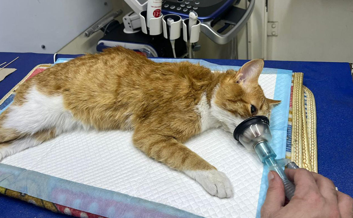 bert's tooth extraction