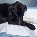 blade the puppy diagnosed with parvo