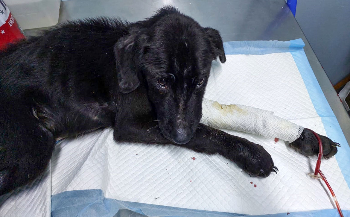 blade the puppy diagnosed with parvo