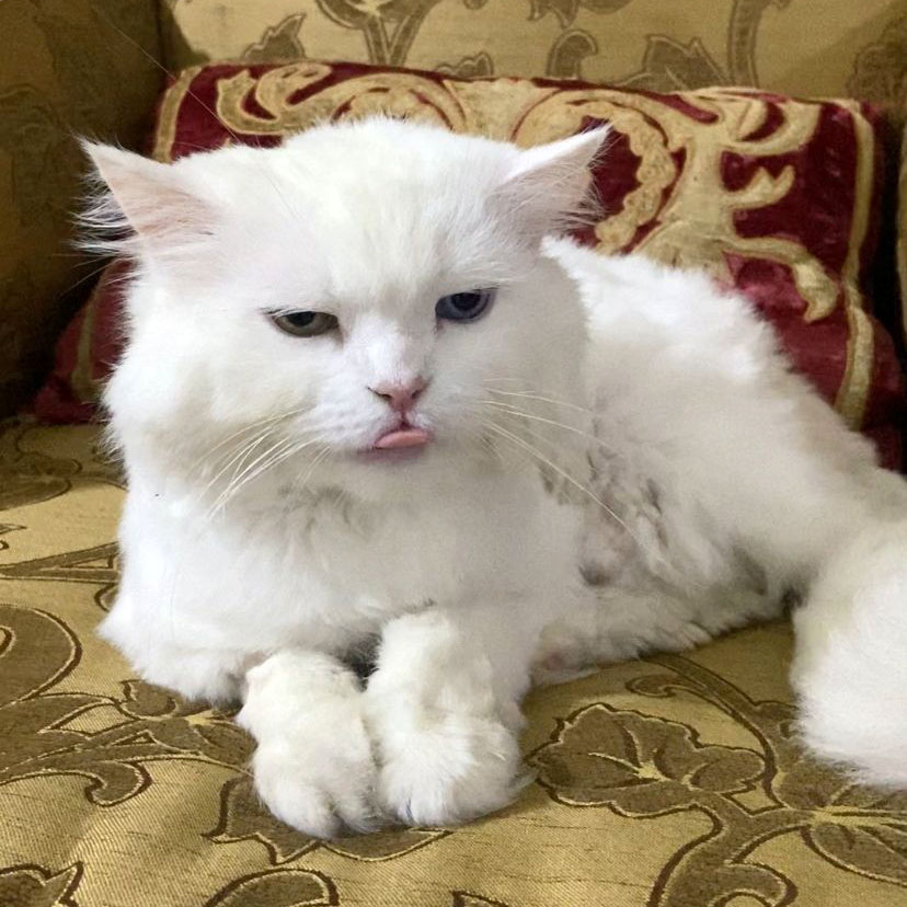 kitty returned to us for the 4th time