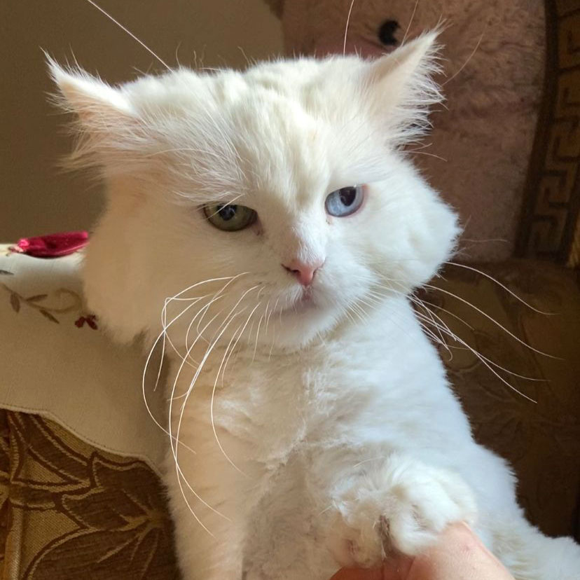 kitty returned to us for the 4th time