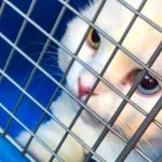 kitty returned to us for the 4th time