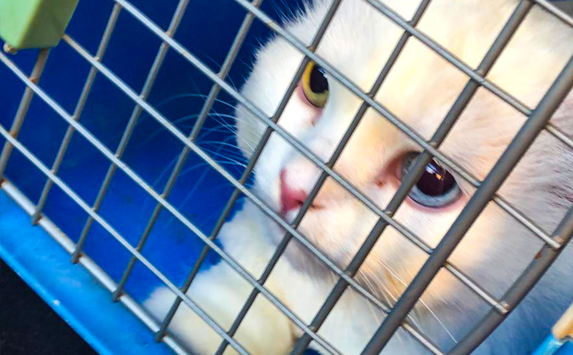kitty returned to us for the 4th time