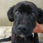 tyson another puppy with parvo