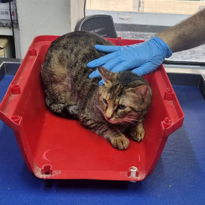 update on zoey's recovery