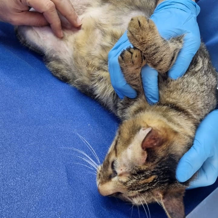 update on zoey's recovery