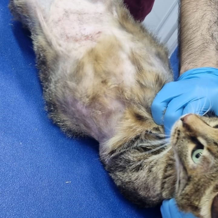 update on zoey's recovery