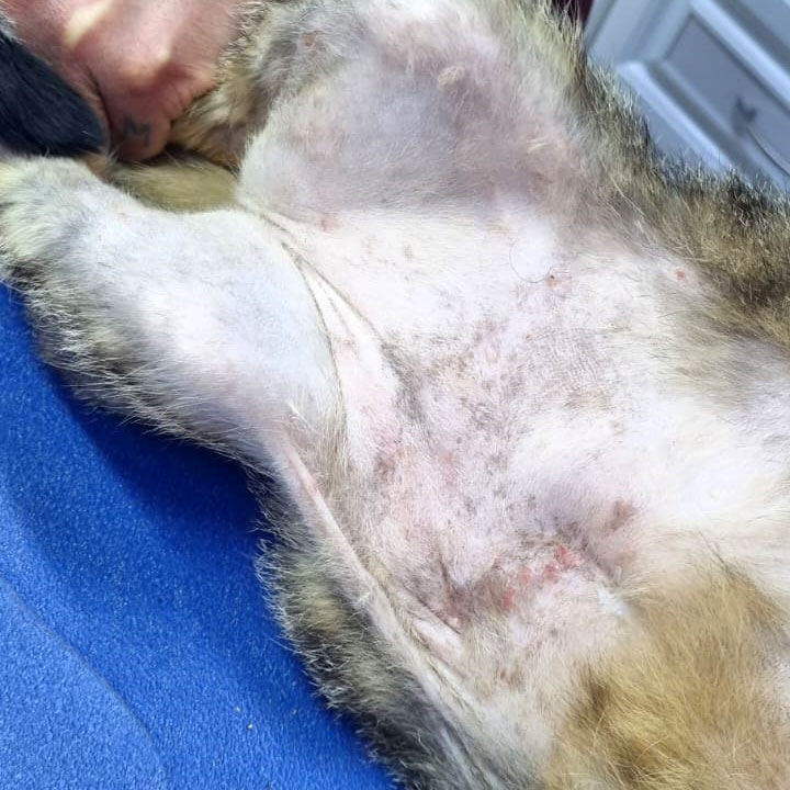 update on zoey's recovery