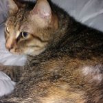 update on zoey's recovery