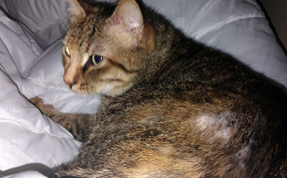 update on zoey's recovery